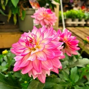 Meet your Posher, Bree